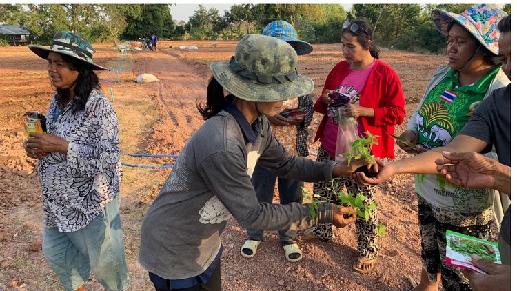 ติดตามแก้จน/ปลูกผัก