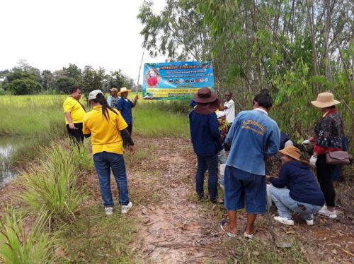 ปลูกต้นไม้