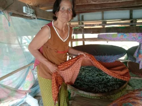 ติดตามการปลูกหม่อนเลี้ยงไหม