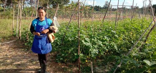 ติดตามการปลูกผัก