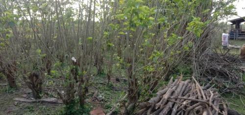 ติดตามการปลูกหม่อนเลี้ยงไหม