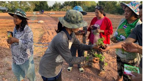 ติดตามแก้จน/ปลูกผัก